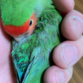 今夜のメロンの画像