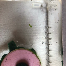 今朝 孵化しましたの画像