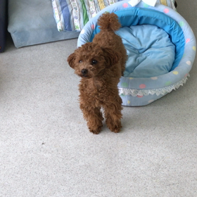 ♪プレイルーム動画♪の画像