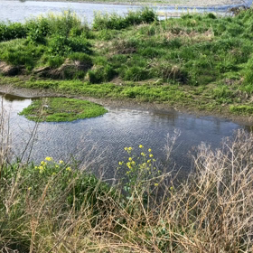 イノチウララの画像