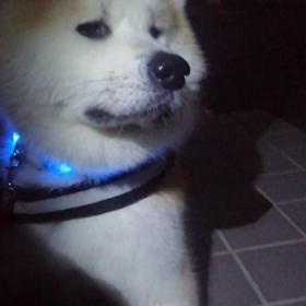 今朝は今年一番の寒さかな？となると寒さが大好き❤️未来丸が絶好調？と出だしは良かったが、やっぱりの画像