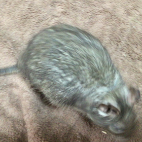 あたちにも出来た！の画像