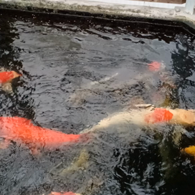 手やりが一番楽しいの画像