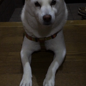 ワニちゃん深夜に家入れて動画の画像
