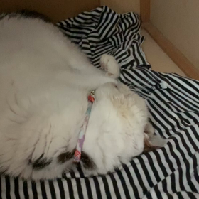 かわいすぎて、困る…の画像