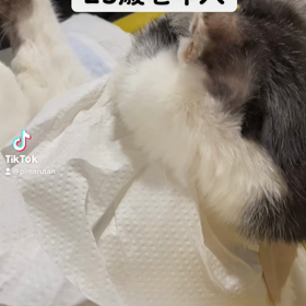 【猫神様六ちゃん】立てなくなった25歳老猫六、生きるの頑張っています❗️の画像