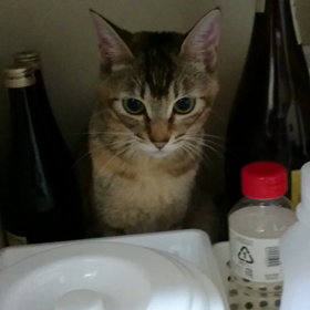 行方不明になったねこ様の画像