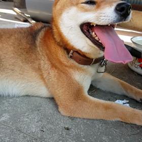 はなちゃん♪ハァハァの画像