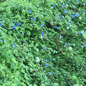 今朝は涼しい~の画像