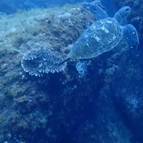 ウミガメにも高確率で会えます！ウグル島(*☻-☻*)／の画像