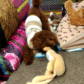 今日のレオちゃん・・☆の画像