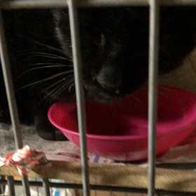 黒猫ちゃんあるあるの画像