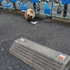 ☆ 仕事中は愚痴を言うところではなく  & 昨日のにゃんこちゃん達 ☆の画像