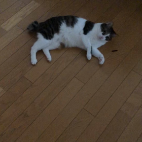 今朝は寒かった…2度寝で風邪？　ふにゃふにゃデール！の画像