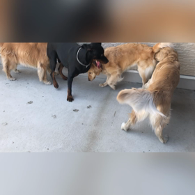 大型犬のふれあい風景〜数日前のだけどの画像