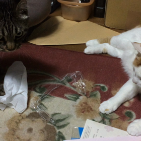 そんなものでイイのかいの画像