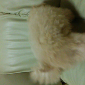 ここ掘れワンワン2の画像