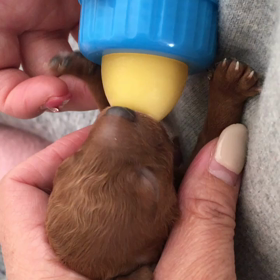 ベビープードルちゃんの画像