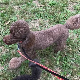 ♪お散歩動画♪代々木公園♪の画像