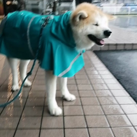☔☔予報通り雨‼️短めなれど脚側歩行きっちりできました。未来丸お利口さん❗の画像