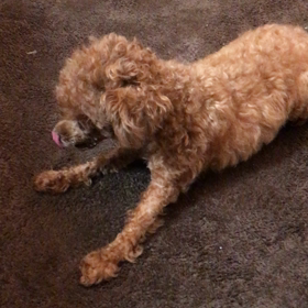 愛されキャラ。の画像