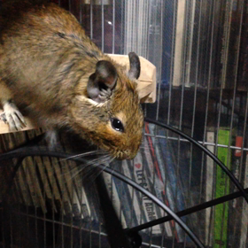 デグー動画の画像