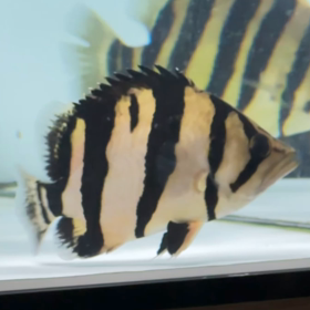 またまたシャムタイガーご成約！シャムタイガーラッシュ！の画像