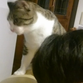 * けづくろいの画像