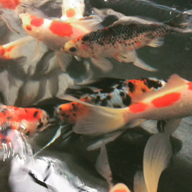 持って来過ぎの画像