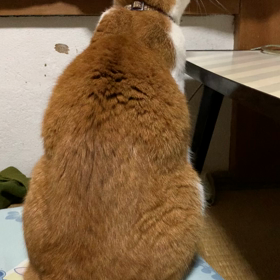 ペットの癒し写真見せての画像