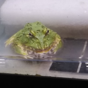 12/8のゲコ太。の画像