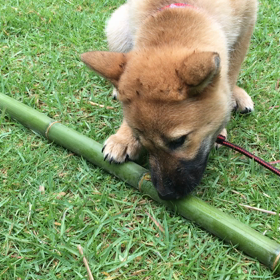 ケリパンダの画像