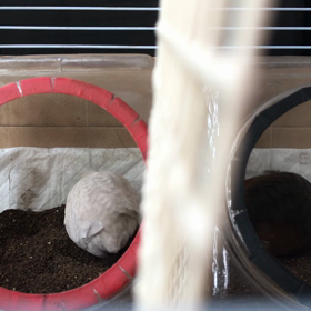 80日目 食欲の不思議の画像