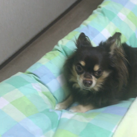 ダイソンと戦うの巻の画像