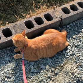 しっぽ パタパタ。の画像