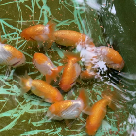 うろこカップ2020-23の画像