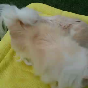 わんこ動画の画像