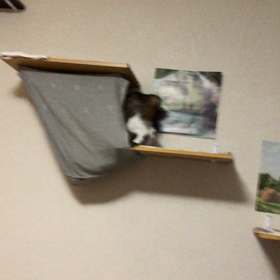 コストコ行くって！あれとあれとあれと…。デール元気です。の画像