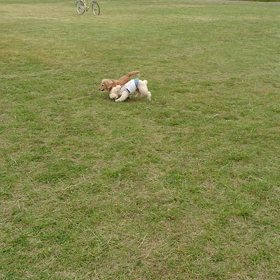 やっぱやるか❗の画像