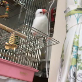 可愛いすぎるの画像