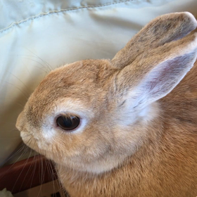 健康診断の画像