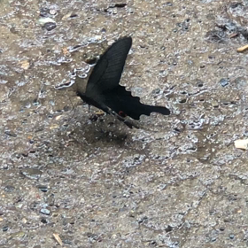 送り盆　(´°̥̥̥̥̥̥̥̥ω°̥̥̥̥̥̥̥̥｀)の画像