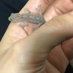 ”弁天様が来てくれたよ(*_*)”の画像