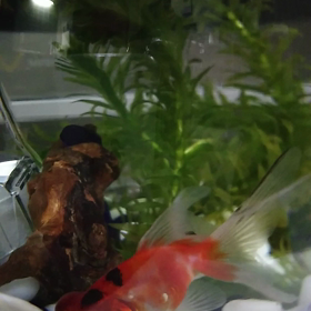 ようこそ。の画像