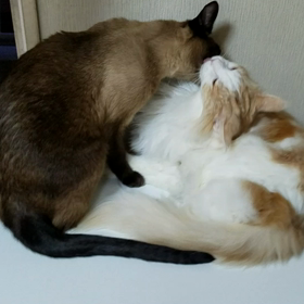 ハクチャン　奇跡　④の画像