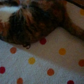 今日は春分の日&さくらの画像