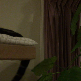 ミルカのしっぽの画像