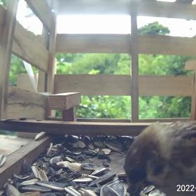 すぎぴたんの事件簿シーズン2　358話（闘鳥！スズメ"(\\( ⁰⊖⁰)/)"）の画  像