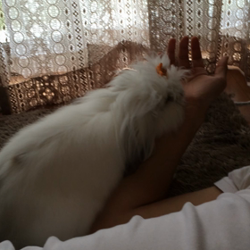 ペロペロうさぎの画像