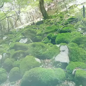 もの◯け姫　こだま　の画像